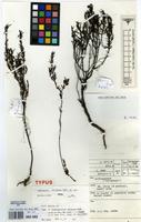 Isotype of Anthospermum ibityense Puff [family RUBIACEAE]