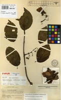 Isotype of Banisteriopsis inebrians C.V.Morton [family MALPIGHIACEAE]