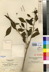 Isotype of Stapfiella ulugurica Mildbr. [family TURNERACEAE]