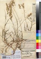 Type of Schmidtia glabra Pilg. [family POACEAE]