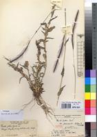 Isotype of Perotis patens Gand. var. parvispicula Robyns & Tournay [family POACEAE]