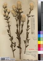 Type of Pandiaka trichinioides Suess. [family AMARANTHACEAE]