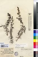 Type of Galium bussei K.Schum. & K.Krause var. bussei [family RUBIACEAE]