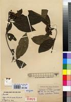 Isotype of Pavetta ankolensis Bridson [family RUBIACEAE]