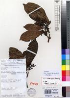 Isotype of Pavetta kupensis S.D.Manning [family RUBIACEAE]