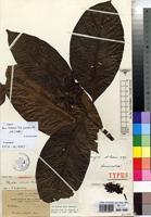 Isotype of Pavetta robusta Bremek. [family RUBIACEAE]
