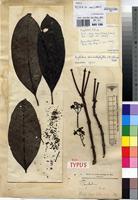 Syntype of Grumilea cabrae De Wild. [family RUBIACEAE]