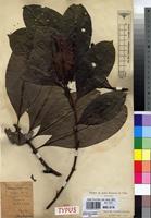 Syntype of Grumilea vermoesenii De Wild. [family RUBIACEAE]