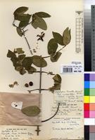 Isotype of Tapiphyllum burnettii Tennant [family RUBIACEAE]