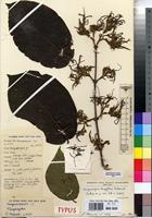 Isotype of Vangueriopsis longiflora Verdc. [family RUBIACEAE]