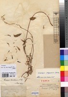 Type of Ceropegia gilletii De Wild. [family APOCYNACEAE]