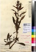 Isotype of Impatiens edulis G.M.Schulze [family BALSAMINACEAE]