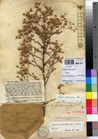 Syntype of Vernonia multiflora De Wild. [family ASTERACEAE]