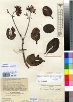 Isotype of Kalanchoe lateritia Engl. var. prostrata Raadts [family CRASSULACEAE]