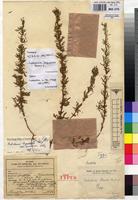 Holotype of Crotalaria bequaertii Baker F. var. pubescens R.Wilczek [family FABACEAE]