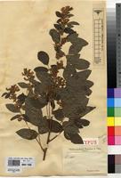 Type of Dolichos saponarius De Wild. [family FABACEAE]