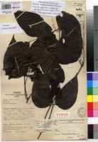 Type of Mucuna longipedicellata Hauman [family FABACEAE]