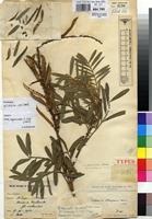 Type of Tephrosia mbogaensis De Wild. [family FABACEAE]