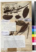 Holotype of Entandrophragma candolleanum De Wild. & T.Durand [family MELIACEAE]