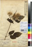 Type of Clematis simensis Fresen. var. ruwenzoriensis De Wild. [family RANUNCULACEAE]