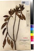 Neotype of Rapanea pellucido-striata Gilg & Schellenb. [family MYRSINACEAE]