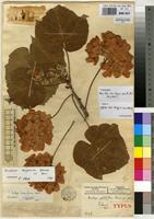 Type of Dombeya globiflora Staner [family STERCULIACEAE]