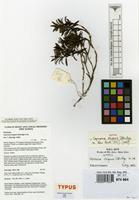 Isotype of Coprosma elegans Utteridge [family RUBIACEAE]