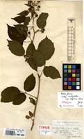 Holotype of Rubus fuscus Weihe & Nees subsp. acutipetalus [family ROSACEAE]