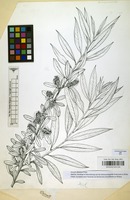 Filed as Salix mucronata Thunb. subsp. subserrata (Willd.) R.H.Archer & Jordaan [family SALICACEAE]