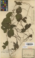 Syntype of Serjania tenuis Radlk. [family SAPINDACEAE]