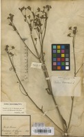 Filed as Verbena brasiliensis Vell. [family VERBENACEAE]