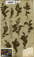 Filed as Acalypha claussenii (Turcz.) Mull.Arg. [family EUPHORBIACEAE]