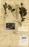 Filed as Acalypha claussenii (Turcz.) Mull.Arg. [family EUPHORBIACEAE]