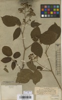 Type of Rubus pannosus P.J.Mull. & Wirtg. ex Focke [family ROSACEAE]