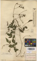 Filed as Serjania communis Cambess. [family SAPINDACEAE]