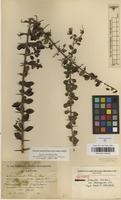 Isotype of Duranta erecta L. var. domingensis Urb. [family VERBENACEAE]