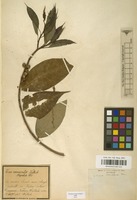 Type of Ficus nemoralis Wall. ex Miq. [family MORACEAE]