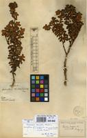 Isolectotype of Osbeckia lanata Alston [family MELASTOMATACEAE]