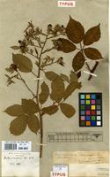 Type of Rubus vulgaris Weihe & Nees [family ROSACEAE]