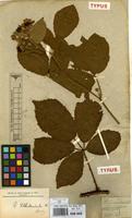 Type of Rubus schlechtendalii Weihe ex Link [family ROSACEAE]