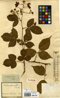 Type of Rubus sprengelii Weihe [family ROSACEAE]