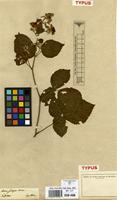 Type of Rubus foliosus Weihe [family ROSACEAE]