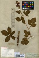 Type of Rubus montanus Lib. ex Lej. [family ROSACEAE]