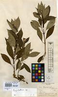 Type of Faramea affinis Müll.Arg. [family RUBIACEAE]
