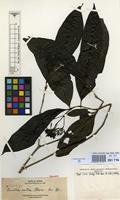 Isotype of Pavetta atra Merr. [family RUBIACEAE]