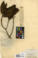 Isotype of Webera corymbosa Willd. var. montana Thwaites [family MELASTOMATACEAE]
