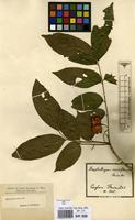 Type of Streptostigma viridiflorum Thwaites [family SOLANACEAE]