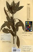 Type of Nephelium bifoliolatum Thwaites [family SAPINDACEAE]