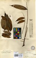 Isotype of Talisia pilosula Sagot ex Radlk. [family SAPINDACEAE]