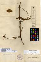 Type of Serjania acuminata Radlk. [family SAPINDACEAE]